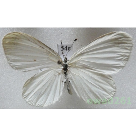 Leptidea duponcheli (Staudinger, 1871) Bulgaria54e